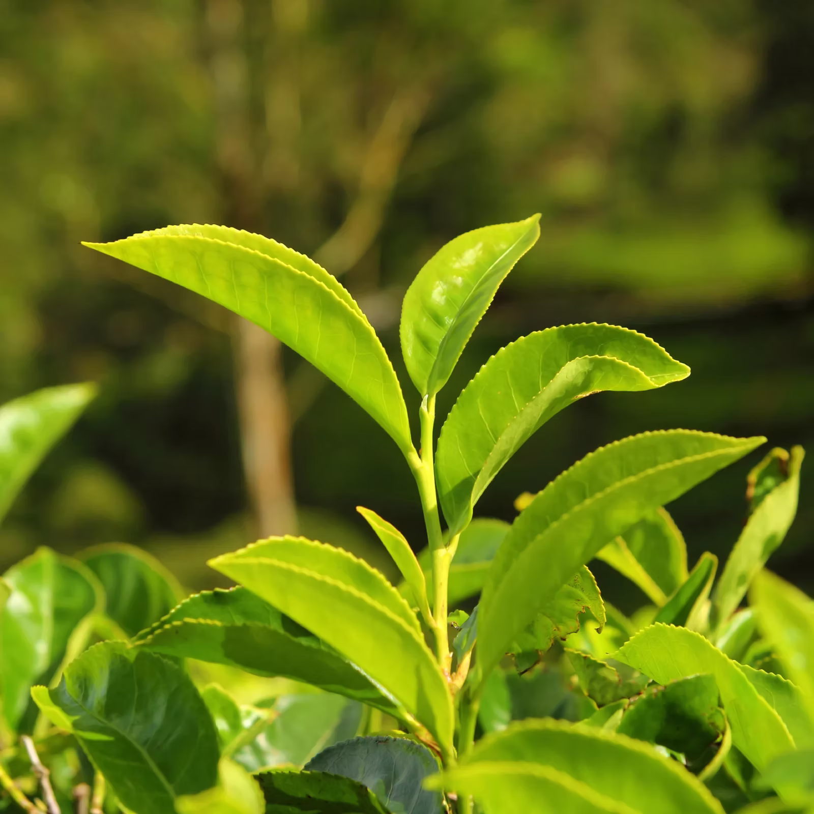 Green Tea Extract